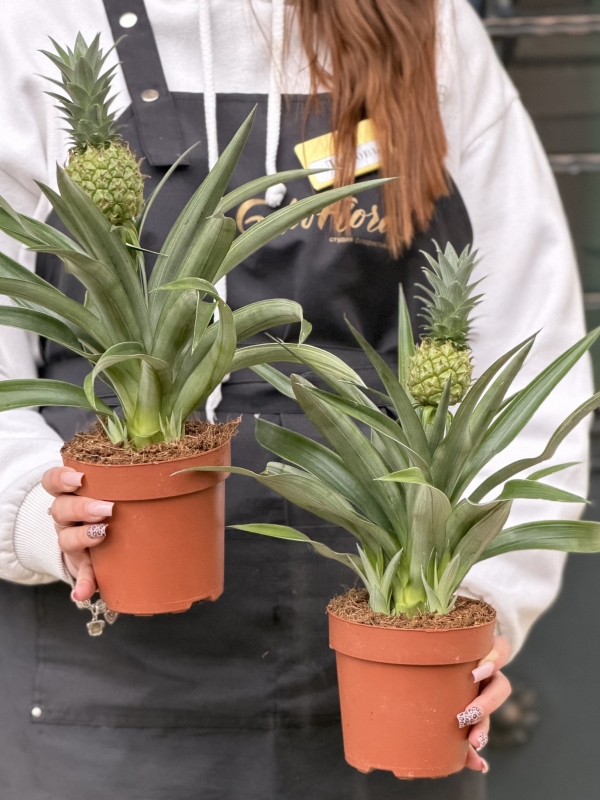 Комнатное растение Ананас в горшке