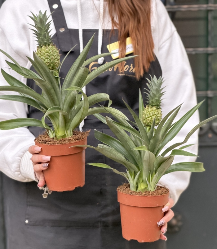 Комнатное растение Ананас в горшке
